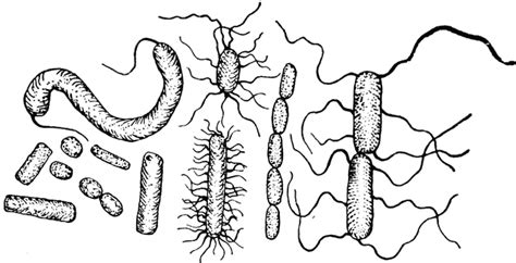 Bacteria Clipart Etc Wikiclipart