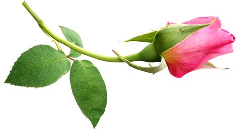 Flower Pink Rose Bud Free Photo On Pixabay