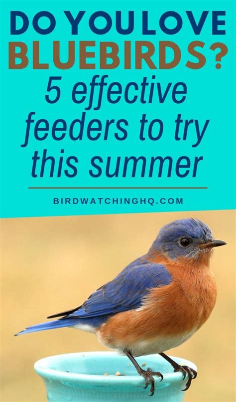 The 5 Best Bluebird And Mealworm Feeders To Try 2021 Bird Watching Hq