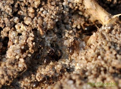 Auch ein hausmittel hilf beim bekämpfen der ameisen. Ameisen | Ameisen bekämpfen, Ameisen, Hausmittel gegen ameisen
