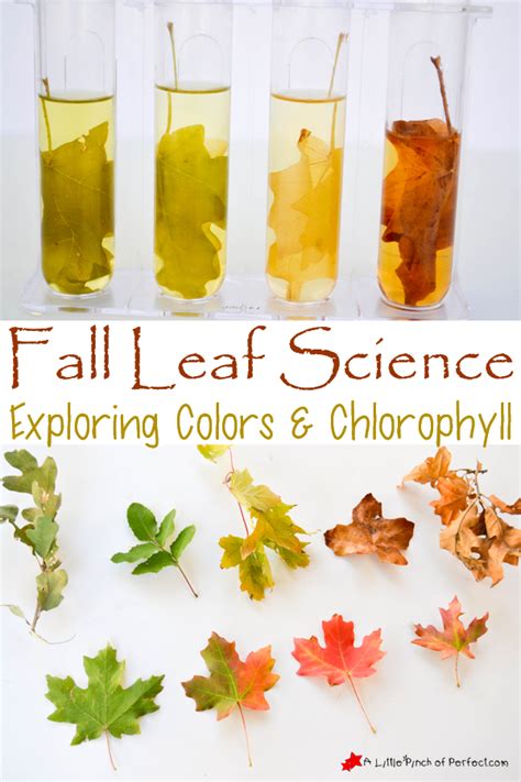 Easy Fall Leaf Science Experiment Exploring Colors And Chlorophyll With