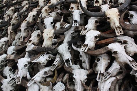 Bones Of Buffalo Skull Stock Photo Image Of Pile Horn 64285268