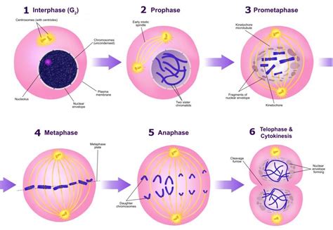 Animal cell mitotic spindle diagram. 26 Cell Cycle Phases Diagram - Wiring Diagram List