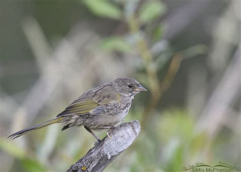 Young Green Tailed Towhee In Low Light Mia Mcphersons On The Wing