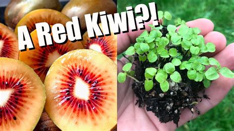 Tasting And Growing Red Kiwifruit From Seed Youtube