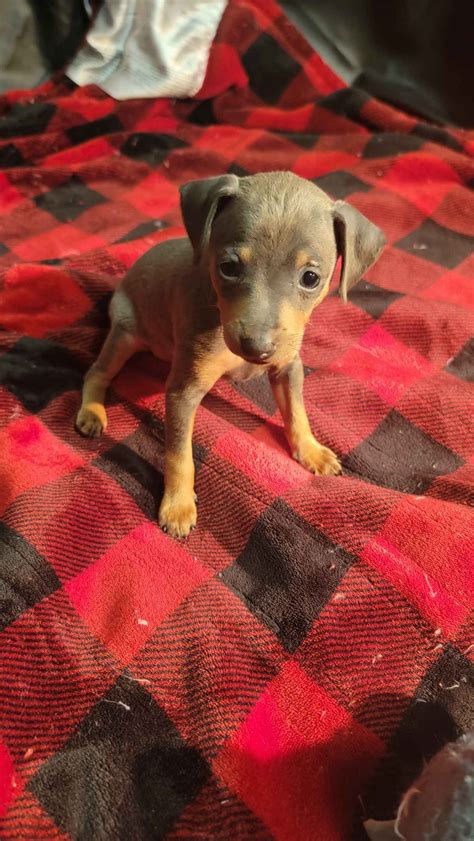 Yankee Minpins Miniature Pinscher Puppies For Sale In New York Ny