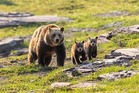 Grizzly Bear Photography Grizzly Bear And Cubs Glacier National Park