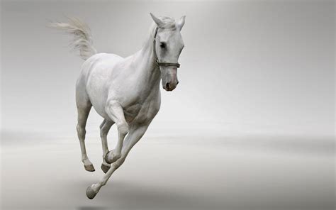 Windows 8 Hd Wallpapers Hd Wallpapers Of Horses For Windows 8