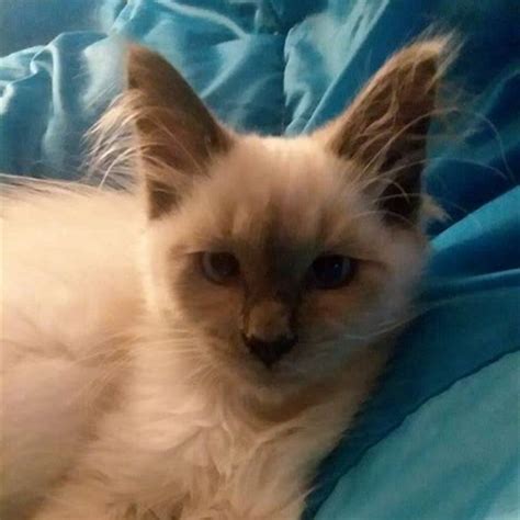 Are Balinese Cats Kid Friendly Diy Seattle