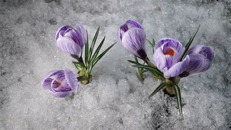 Image Result For Crocus In Snow