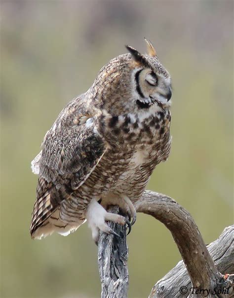Great Horned Owl Photos Photographs Pictures