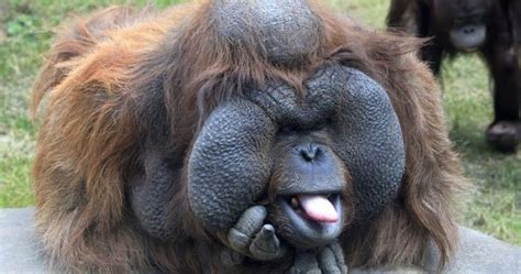 All Funnycutecool And Amazing Animals Funny Orangutan