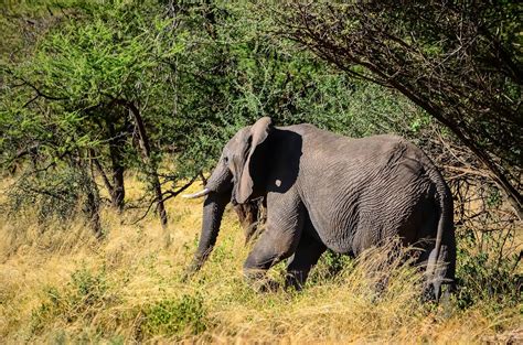Cannundrums African Bush Elephant