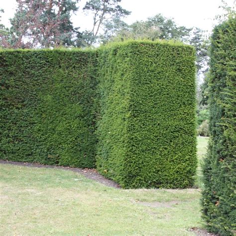 Buy Yew Tree Taxus Baccata £599 Delivery By Crocus