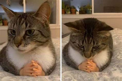 15 Adorable Cat Posts That I Firmly Believe Everyone Needs To See This