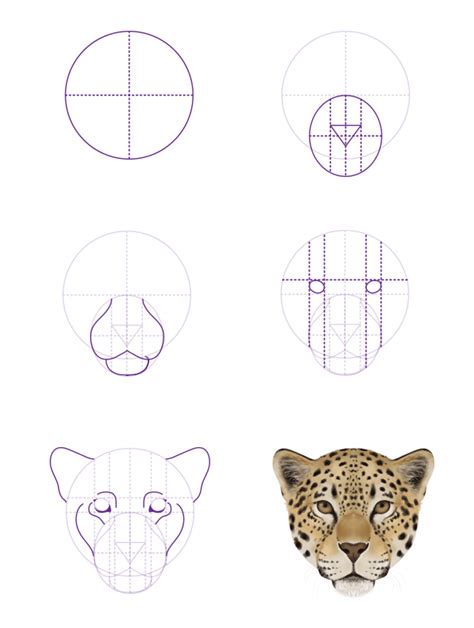 How To Draw Animals Big Cats Their Anatomy And Patterns Part 2