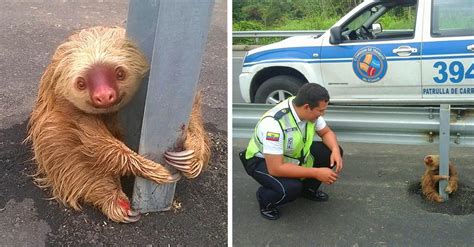 When A Tiny Sloth Found Himself In Trouble Here Is Who Came To His