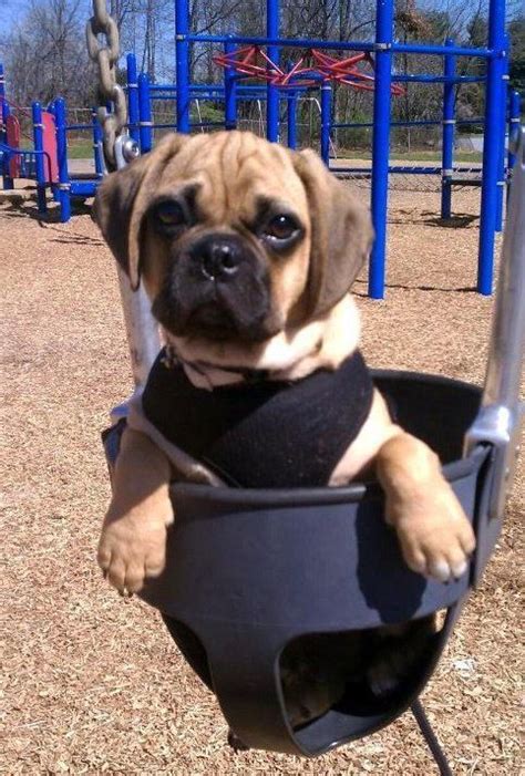 Swinging Puggle Cute Cats And Dogs Puggle Puggle Puppies