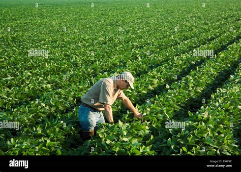 Agriculture A Crop Consultant Examines A Mid Growth Soybean Crop At The Mid To Late Pod Set