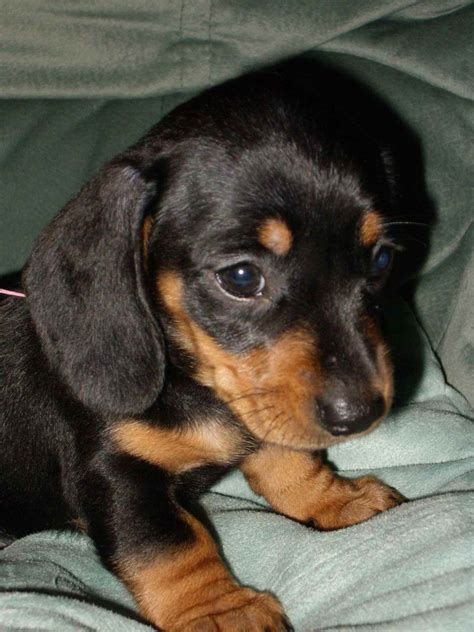 75 Black And White Dachshund For Sale Photo Bleumoonproductions
