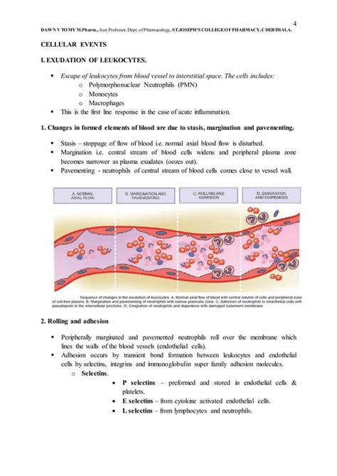Inflammation Pathophysiology