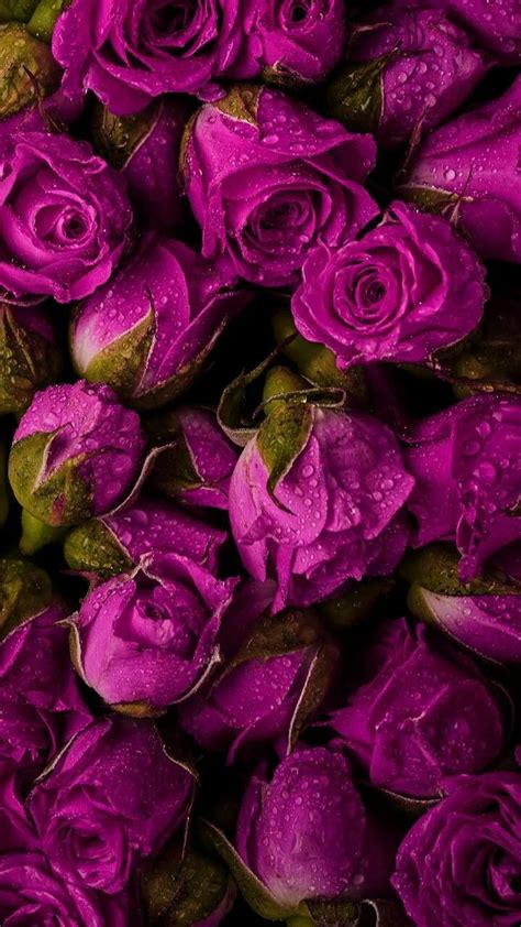 Живые обои фото цветы обои на телефон в 2020 г Фиолетовые розы