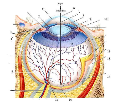 Print Eyeball Anatomy Flashcards Easy Notecards