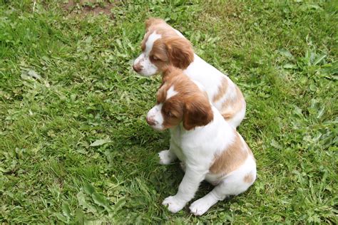 Although she was no longer providing puppies for clients she helped me. brittany spaniel puppies | gonna sit here for a moment | Flickr