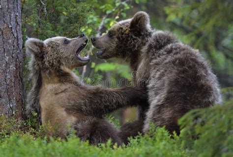 Brown Bear Cubs Playfully Fighting In The Forest Stock Photo Image