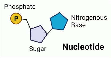 Nucleotide Definition Characteristics Biosynthesis Functions