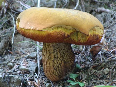 Mushrooms From Romania Suillellus Luridus
