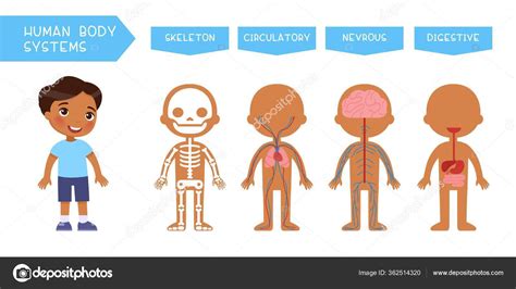 Human Body Systems Educational Kids Banner Flat Vector Template