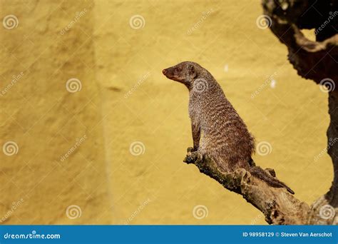 Banded Mongoose Stock Image Image Of Striped Nature 98958129