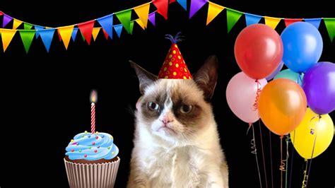 Happy Birthday Song By Grumpy Cat Grumpy Cat Birthday Happy Birthday Song Birthday Songs