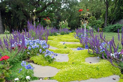 Low Maintenance Ground Cover Ground Cover Alternatives
