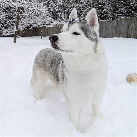 Gone To The Snow Dogs Gonetothesnowdogs Instagram Photos And Videos