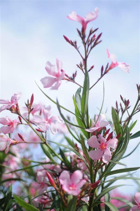 For The Love Of Oleanders Frolic Oleander Purple Shrubs Deadly