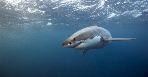 Un grand requin blanc une espèce menacée d extinction a été repéré