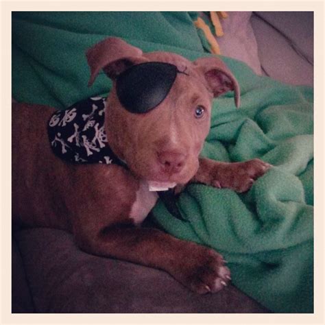 Pit Bulls And Itty Pitties Fb Pitbull Puppies Dog Park Dog Love