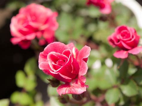 Miniature Roses Simply Irresistible Garden Making