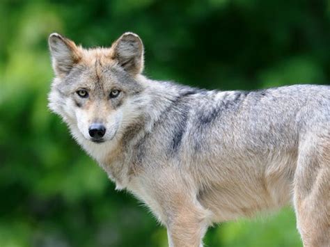 Arizona Ranchers Can Be Compensated For Cattle Killed By Wolves