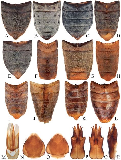 A H Dascillidae Male Abdomen A Petalon Sulcifrons B D Largus