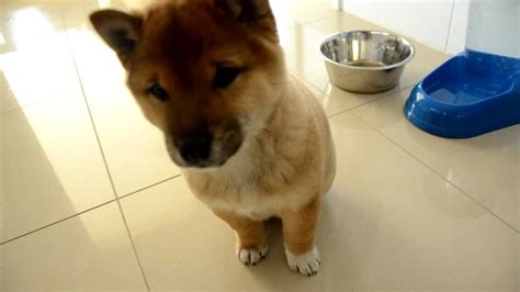 Shiba Inu Puppy 2 Months Old Youtube