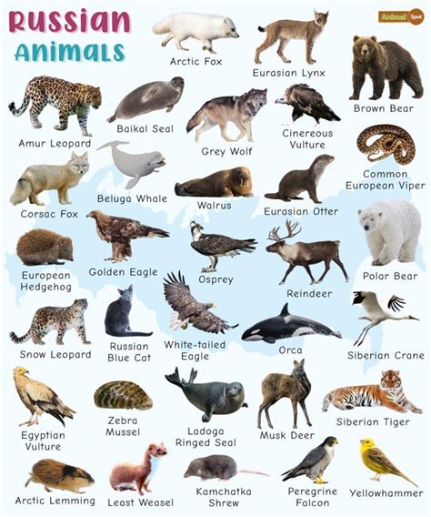 Russian Animals Facts List Pictures