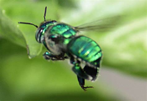 Green Orchid Bee Whats That Bug