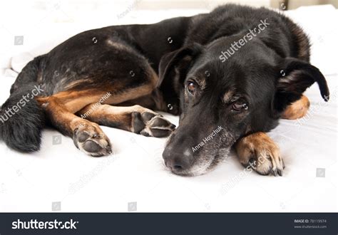 Old Black Dog Sleeping In Owners Bed Stock Photo 78119974