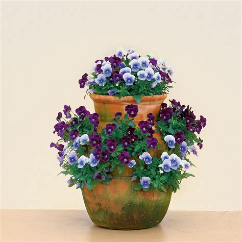 22 Ways To Use Pansies And Violas In Containers Pansies Flowers Small