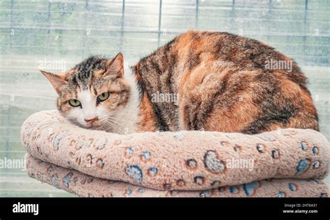 Lonely Sad Abandoned Stray Cat At Animal Shelter Cat Waiting For A