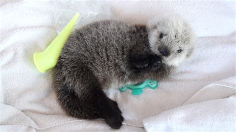 Sea Otter Pups