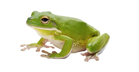 Frog Png Image With Transparent Background Png Arts
